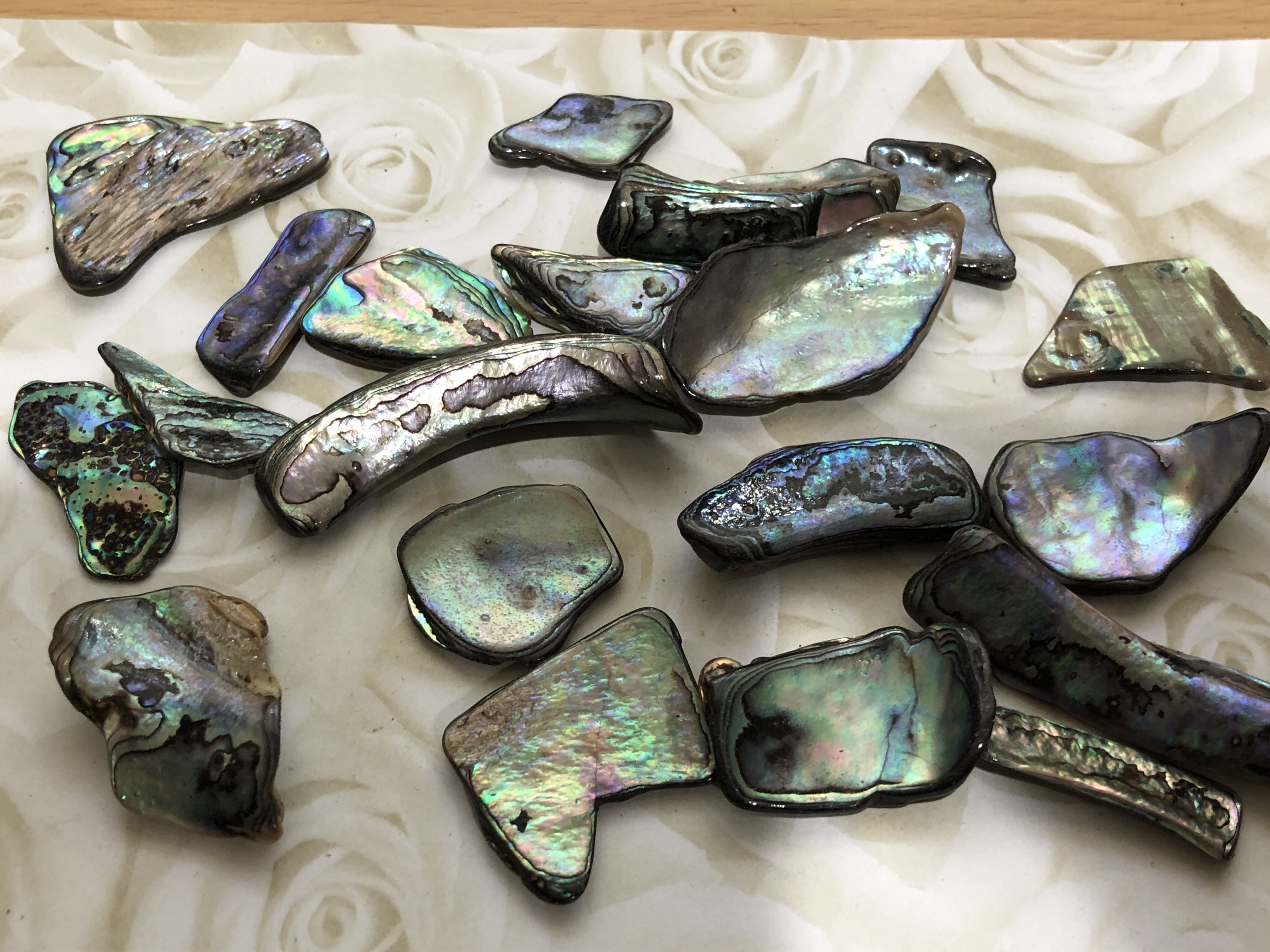 New Zealand Paua Shell Polished Medium Size